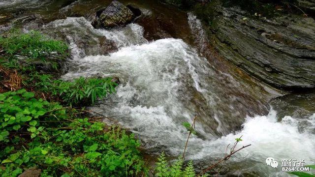 天然“胰岛素”找到了，每天坚持泡水喝，净化血液，血糖更平稳！